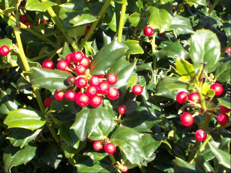 China Dynasty (China Boy/China Girl) Holly (ILEX X MES. CHINA DYNASTY)