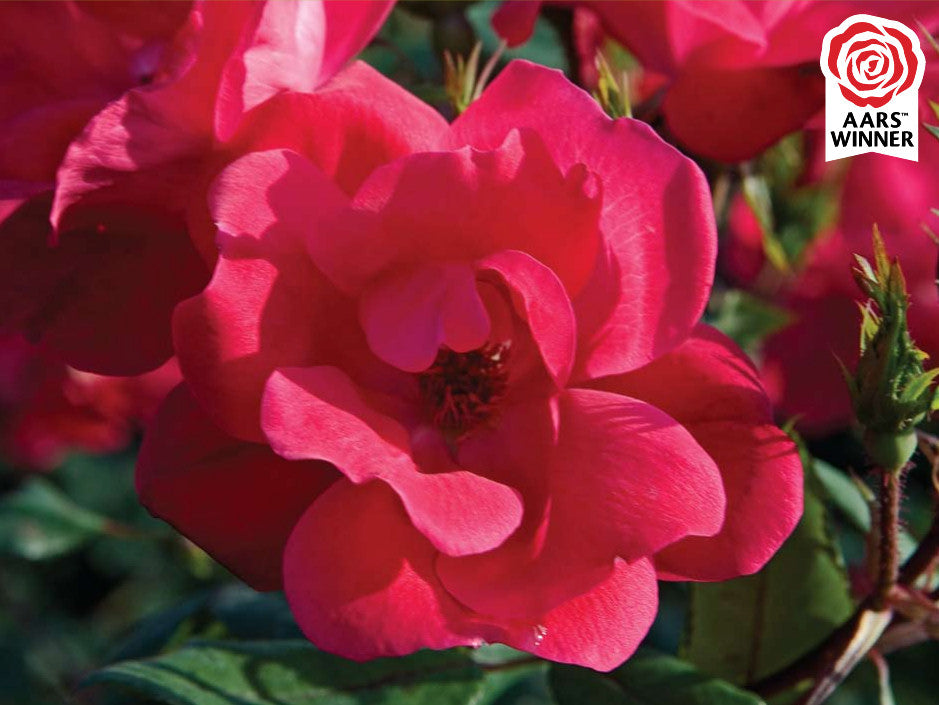 Red Knock Out® Rose (ROSE K.O. KNOCKOUT)
