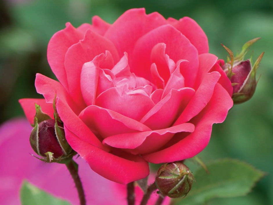 Double Red Knock Out® Rose (ROSE K.O. DBL KNOCKOUT)