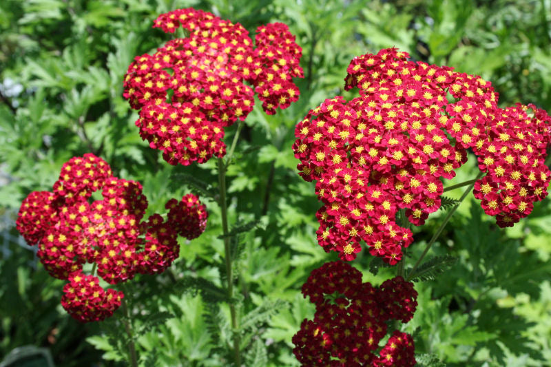 Strawberry Seduction Yarrow (ACHILLEA M. STRAWBERRY SEDUCTION)