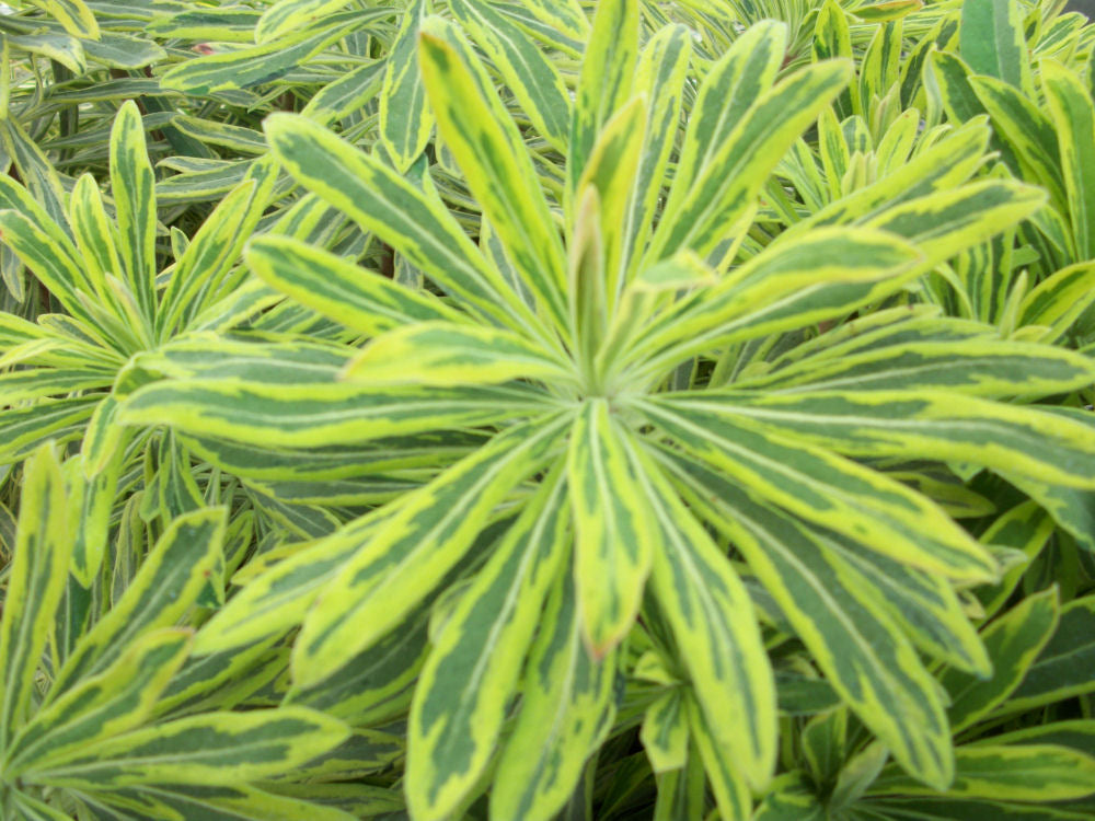 Ascot Rainbow Cushion Spurge (EUPHORBIA M. ASCOT RAINBOW)