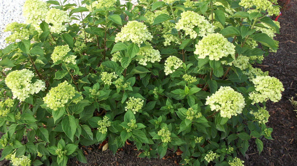 Little Lime® Panicle Hydrangea (HYDRANGEA P LITTLE LIME)
