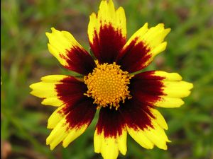 Big Bang™ Cosmic Eye Coreopsis (COREOPSIS X BIG BANG COSMIC EYE)
