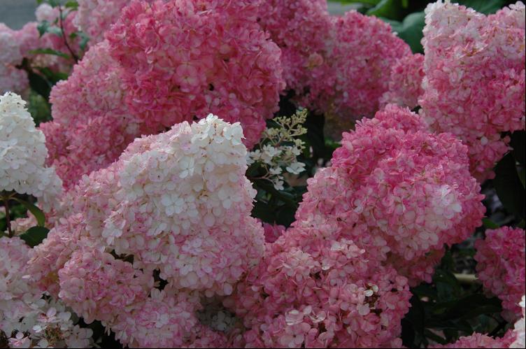 Vanilla Strawberry™ Hydrangea (HYDRANGEA P VAN STRAWBERRY)