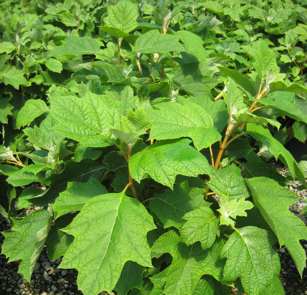 Pee Wee Oakleaf Hydrangea (HYDRANGEA QU. PEE WEE)