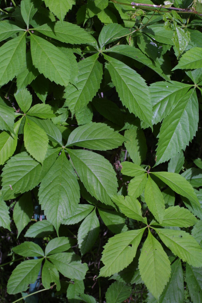 Virginia Creeper (PARTHENOCISSUS QUINQUEFOLIA)