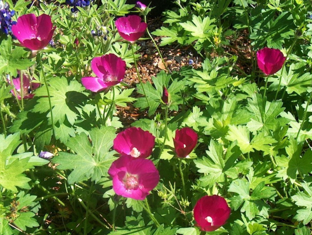 Purple Poppy Mallow (CALLIRHOE INVOLUCRATA)
