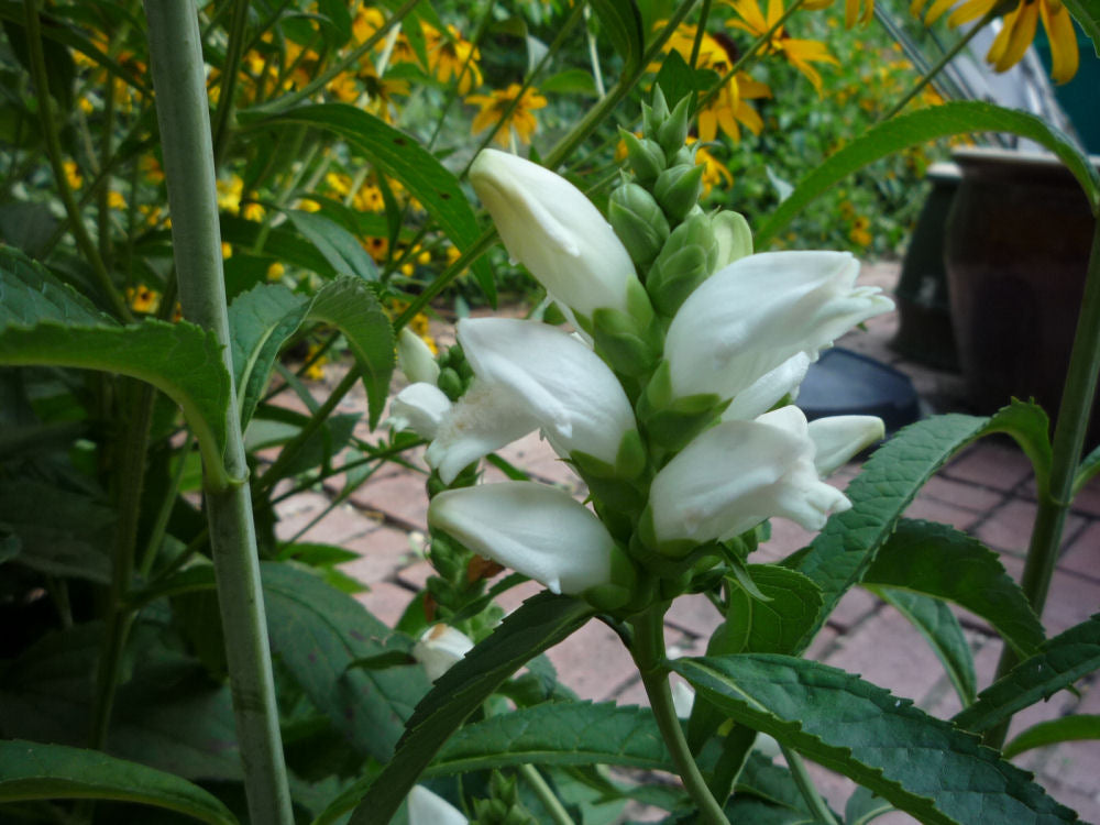 Turtlehead (CHELONE GLABRA)
