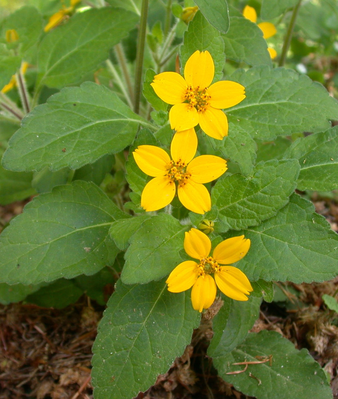 Green and Gold (CHRYSOGONUM VIRGINIANUM)
