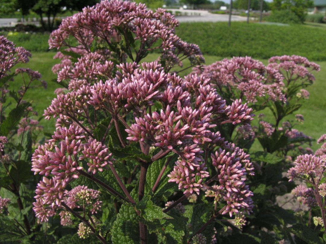 Little Joe™ Compact Joe-Pye Weed (EUPATORIUM DUBIUM LITTLE JOE)