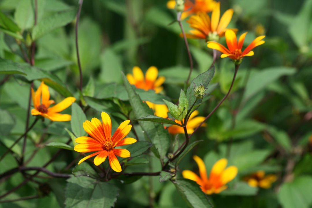Summer Nights Oxeye Daisy (HELIOPSIS H. SUMMER NIGHTS)