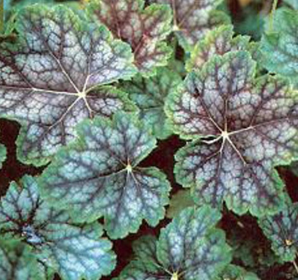 Dale's Strain Coral Bells (HEUCHERA A. DALES STRAIN)