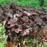 Bronze Wave Coral Bells (HEUCHERA V. BRONZE WAVE)