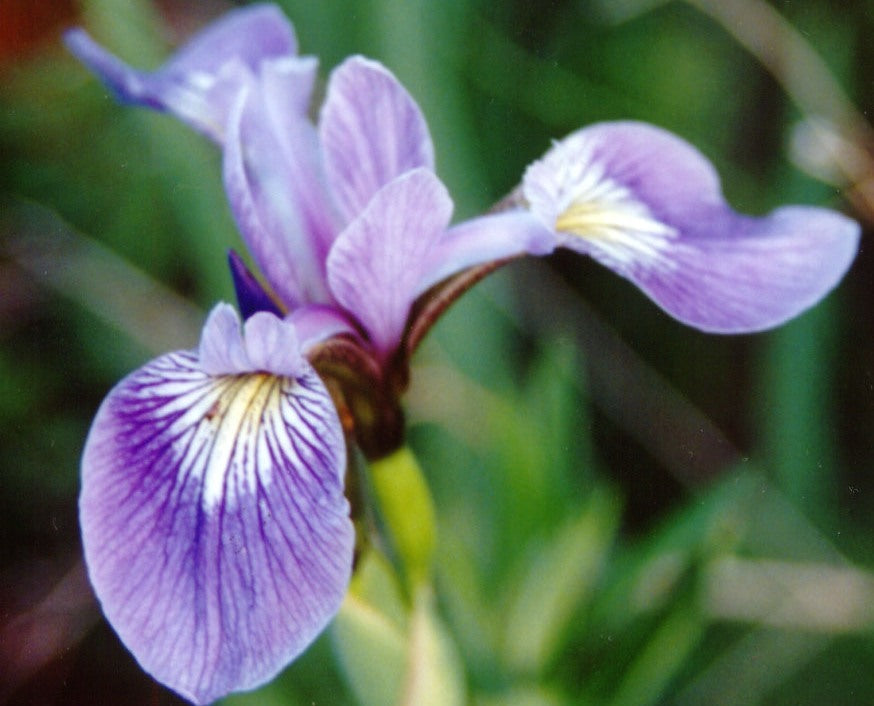 Northern Blue Flag Iris (IRIS VERSICOLOR)