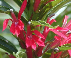 Cardinal flower (LOBELIA CARDINALIS)
