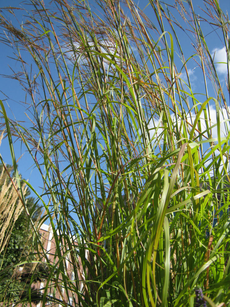 Big Bluestem Grass (GRASS - AND. G BIG BLUESTEM)