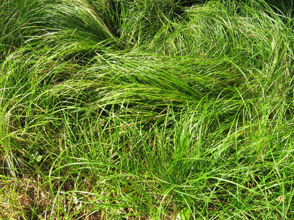 Pennsylvania Sedge (GRASS - CAREX PENSYLVANICA)