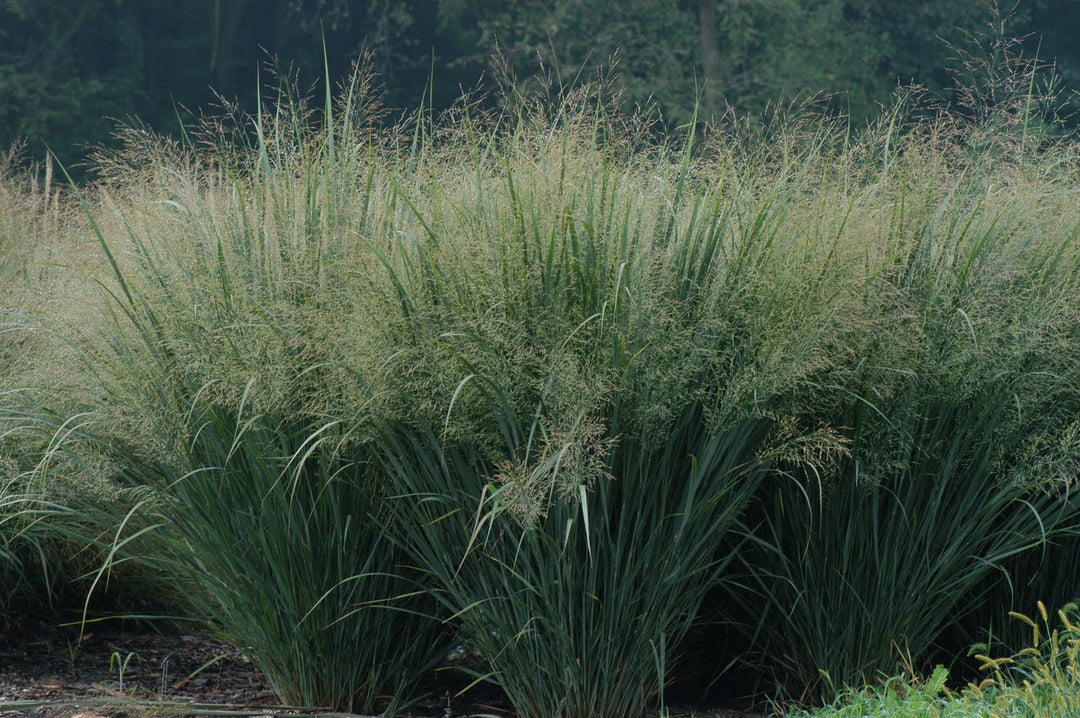 Northwind Switch Grass (GRASS - PA. NORTHWIND)