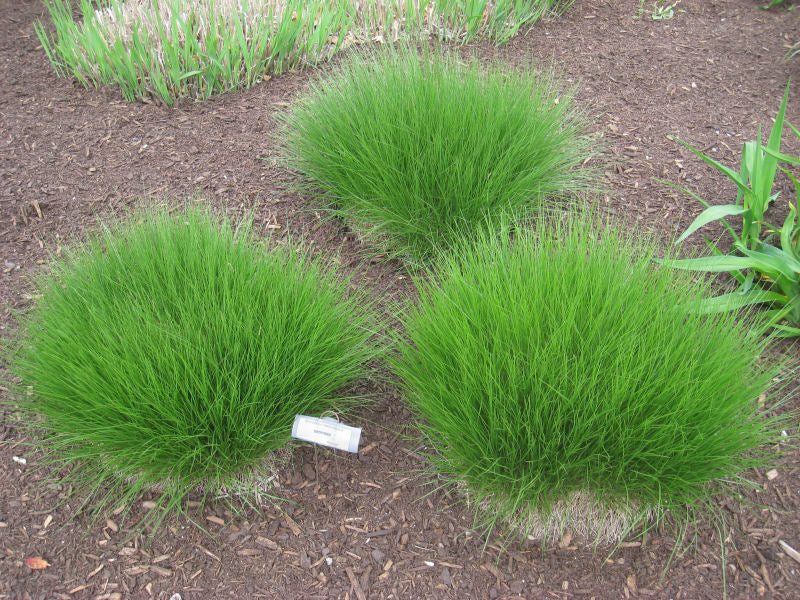 Prairie Dropseed (GRASS - SPOR. HETEROLEPIS)