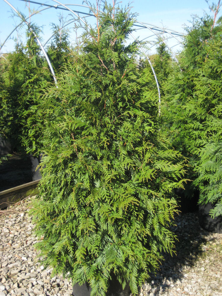 Green Giant Arborvitae (THUJA PLICATA GREEN GIANT)