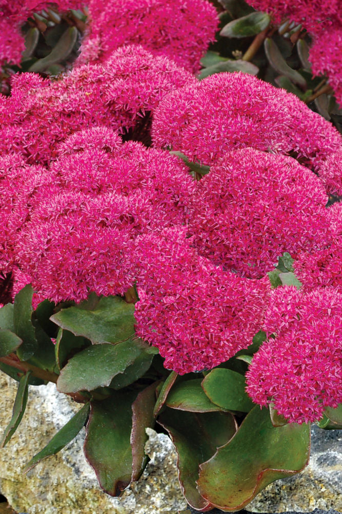 Birthday Party Stonecrop (SEDUM BIRTHDAY PARTY)