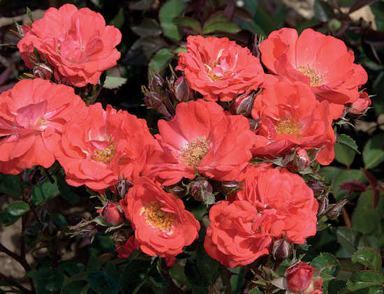 Coral Drift® Rose (ROSE DRIFT CORAL)
