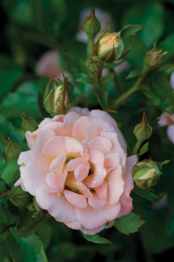 Peach Drift® Rose (ROSE DRIFT PEACH)