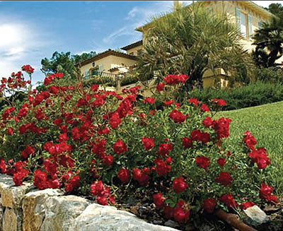 Red Drift® Rose (ROSE DRIFT RED)