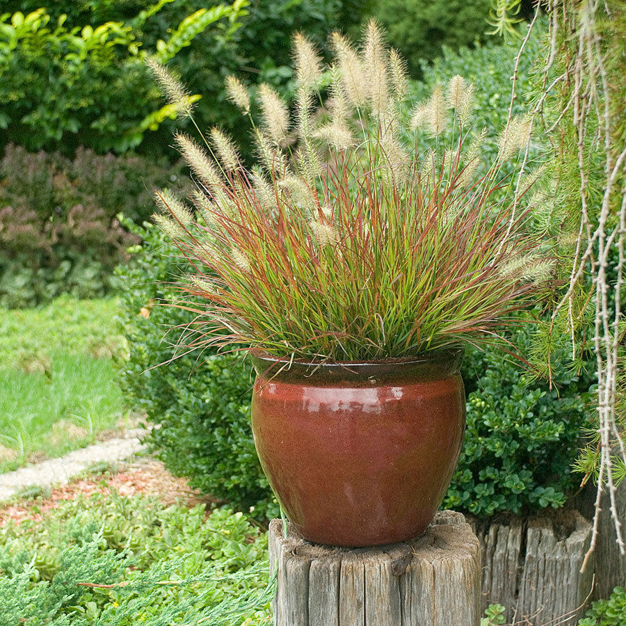Burgundy Bunny Fountain Grass (GRASS - PE. AL. BURGUNDY BUNNY)