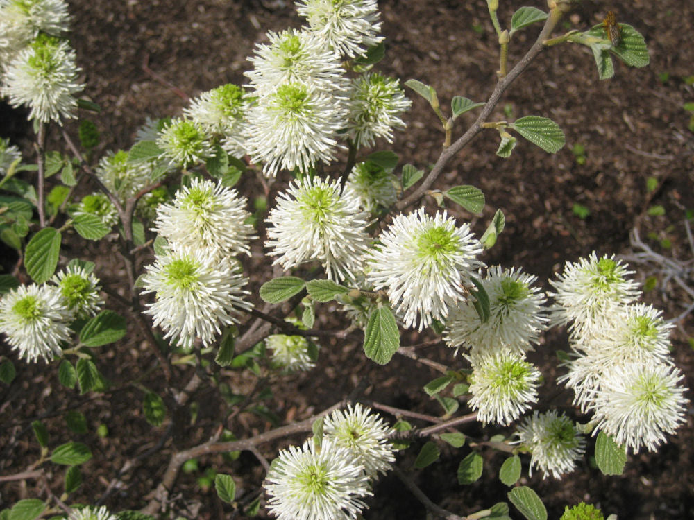 Dwarf Fothergilla (FOTHERGILLA GARDENII)