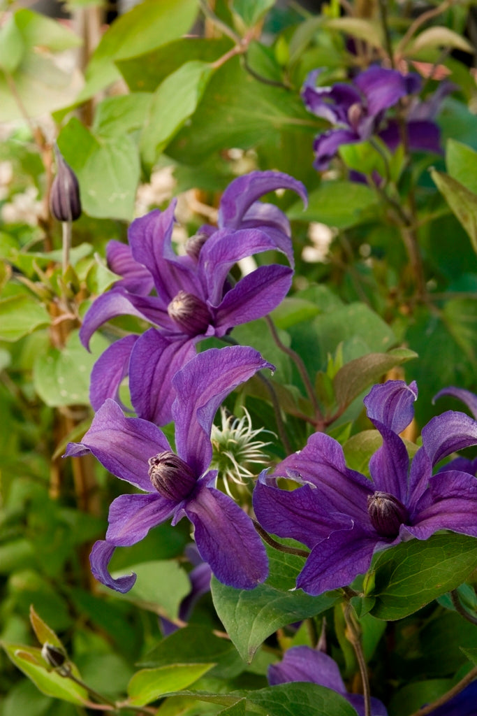 Sapphire Indigo™ Clematis (CLEMATIS SAPPHIRE INDIGO)