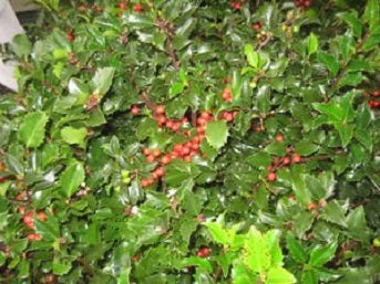 Royal Family (Blue Prince/Blue Maid) Holly (ILEX ROYAL FAMILY-PRINCE/MAID)
