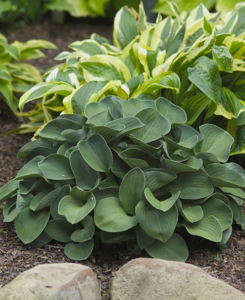 Blue Mouse Ears Plantain Lily (HOSTA BLUE MOUSE EARS)