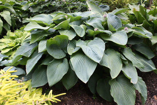 Shadowland® 'Empress Wu' Hosta (HOSTA EMPRESS WU)