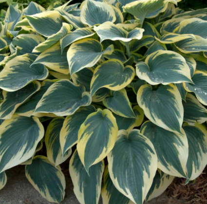 First Frost Plantain Lily (HOSTA FIRST FROST)