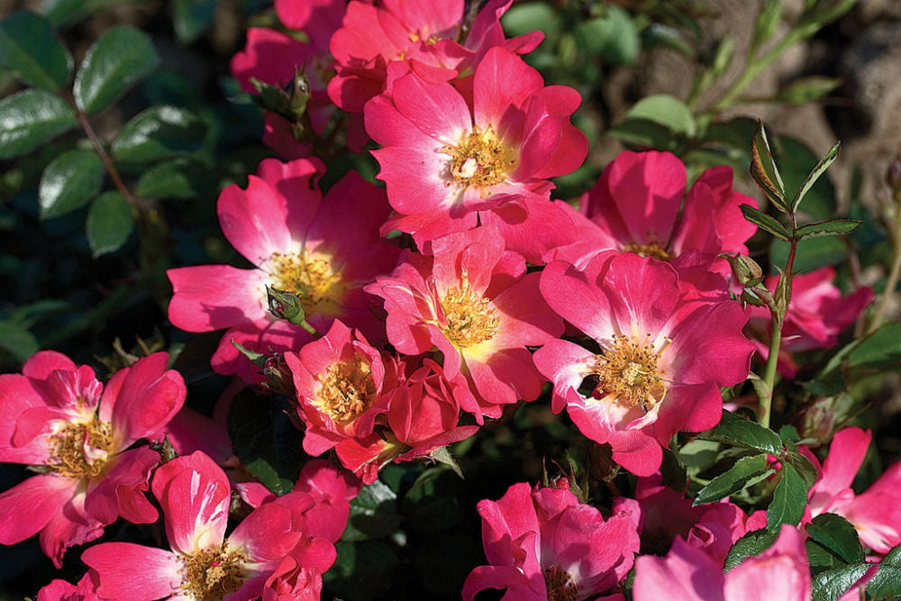 Pink Drift® Rose (ROSE DRIFT PINK)