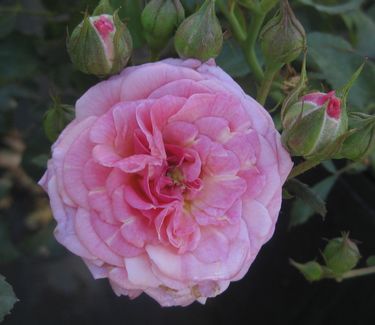 Sweet Drift® Rose (ROSE DRIFT SWEET)