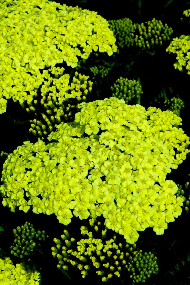 Sunny Seduction Yarrow (ACHILLEA M. SUNNY SEDUCTION)