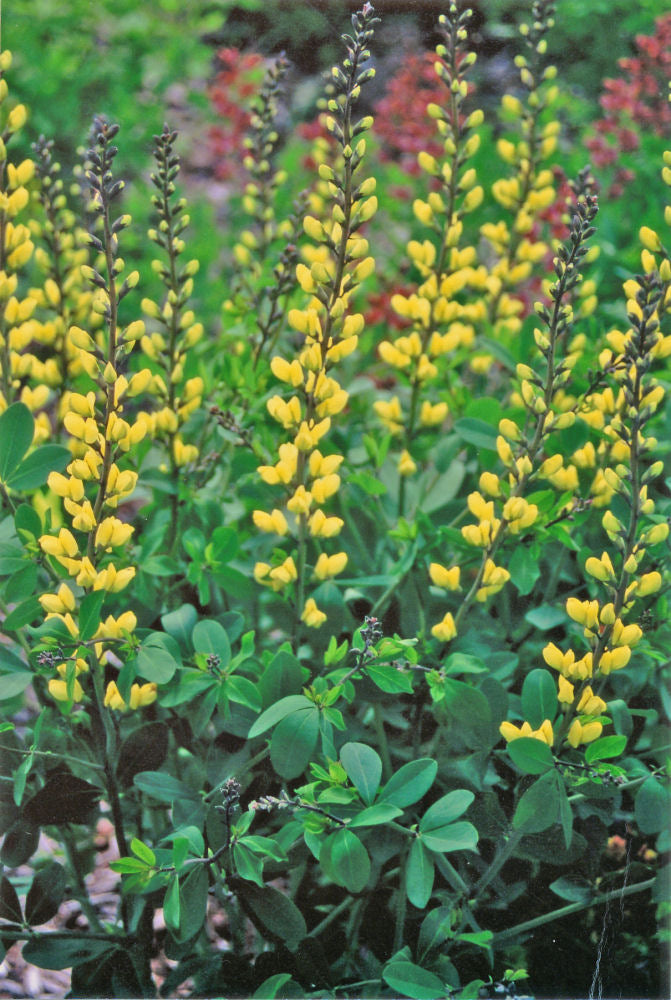 Decadence® 'Lemon Meringue' False Indigo (BAPTISIA LEMON MERINGUE)