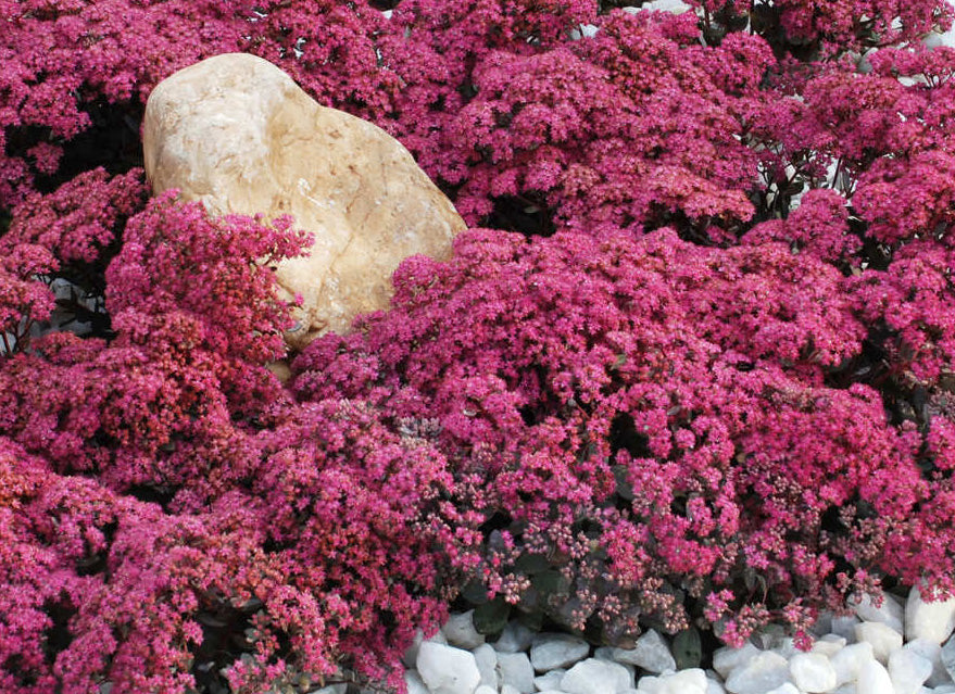 Dazzleberry Sedum (N&C SEDUM DAZZLEBERRY)