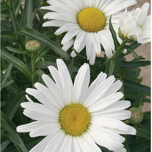 Amazing Daisies® Daisy May® Shasta Daisy (LEUCANTHEMUM X S. DAISY MAY)