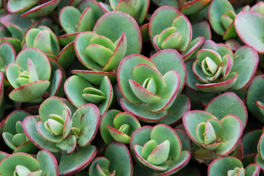Lime Zinger Stoncrop (N&C SEDUM LIME ZINGER)