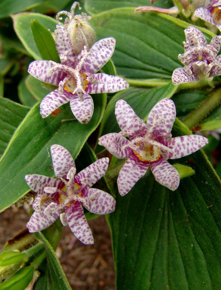 Toad Lily (TRICYRTIS F. SAMURAI)