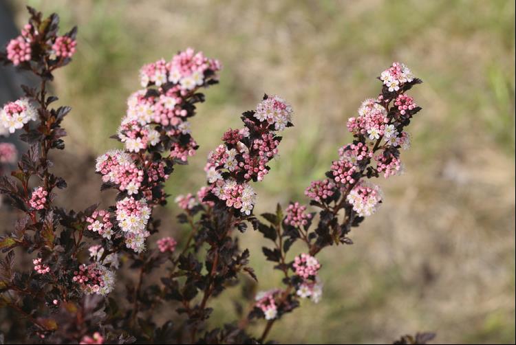 Tiny Wine® Ninebark (PHYSOCARPUS O. TINY WINE)