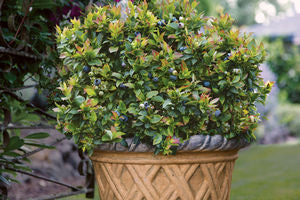 Jelly Bean® Blueberry (VACCINIUM JELLY BEAN)