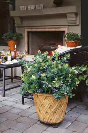 Peach Sorbet® Blueberry (VACCINIUM PEACH SORBET)