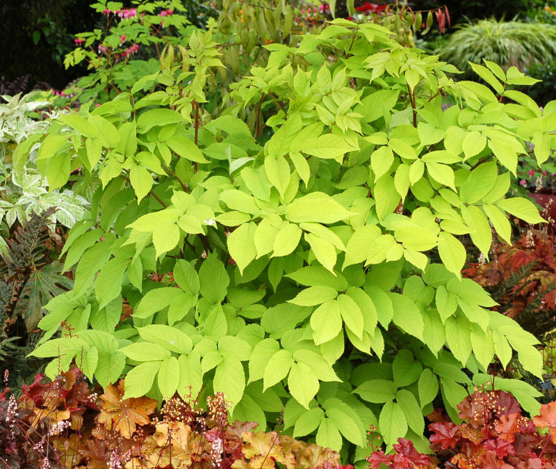 Golden Japanese Spikenard (ARALIA C. SUN KING)