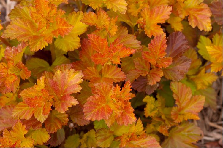 Amber Jubilee™ Ninebark (PHYSOCARPUS O. AMBER JUBILEE)