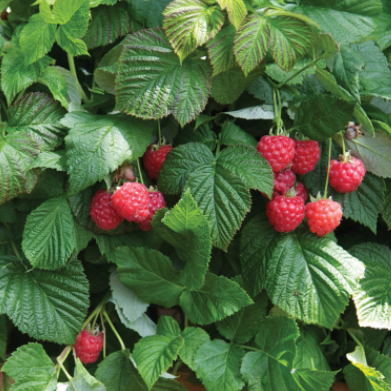 Raspberry Shortcake® (RUBUS RASPBERRY SHORTCAKE)