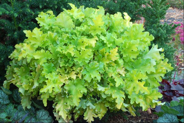 Lime Marmalade Coral Bells (HEUCHERA LIME MARMALADE)